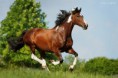 /album/fotogalereya/c45ac44211ed560e3968c1554ae7674a-jpg/